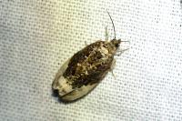 Hedya nubiferana