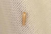 Phyllonorycter delitella