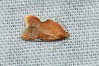 Acleris holmiana