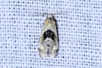 Phalonidia manniana