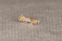 Phyllonorycter roboris