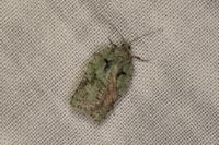 Acleris literana