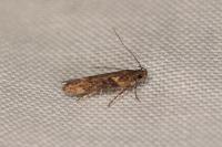Scrobipalpa costella