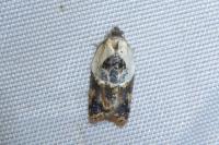 Acleris variegana