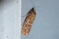 Lozotaeniodes formosana