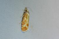 Rhyacionia buoliana