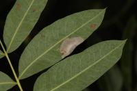 Gracillaria