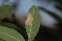 Gracillaria