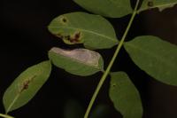 Gracillaria