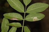Gracillaria