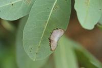 Gracillaria
