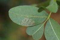 Gracillaria