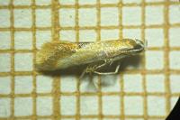 Batia lunaris
