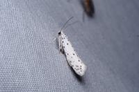Yponomeuta
