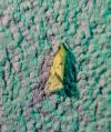 Agapeta hamana