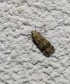 Pexicopia malvella