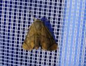 Apoda limacodes