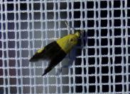 Oecophora bractella