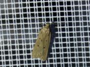Acompsia antirrhinella/tripunctella