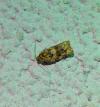 Argyrotaenia ljungiana
