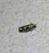 Zeiraphera isertana