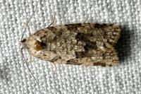 Cnephasia