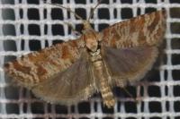 Rhyacionia pinivorana/miniatana