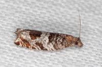 Ancylis achatana