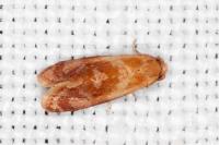 Gynnidomorpha rubricana