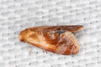Gynnidomorpha rubricana