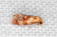 Gynnidomorpha rubricana