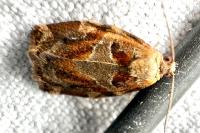 Archips xylosteana