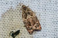Gypsonoma minutana