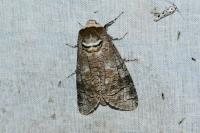 Cossus cossus