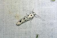 Ethmia dodecea