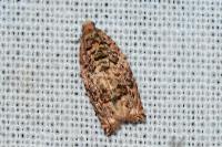 Gypsonoma minutana