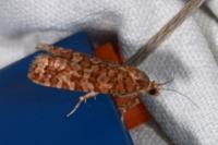 Lozotaeniodes formosana