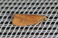 Celypha rufana