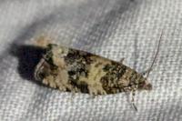 Celypha rurestrana