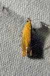 Lathronympha strigana