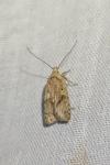 Agonopterix