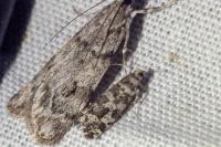 Epinotia tedella