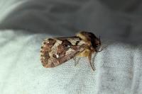 Korscheltellus fusconebulosus