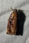 Archips oporana