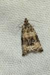 Celypha rurestrana