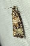 Celypha rurestrana