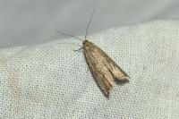 Bactra