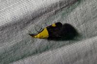 Oecophora bractella