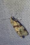 Aethes cnicana/rubigana