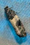 Gypsonoma sociana